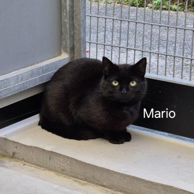 Mario en Macho